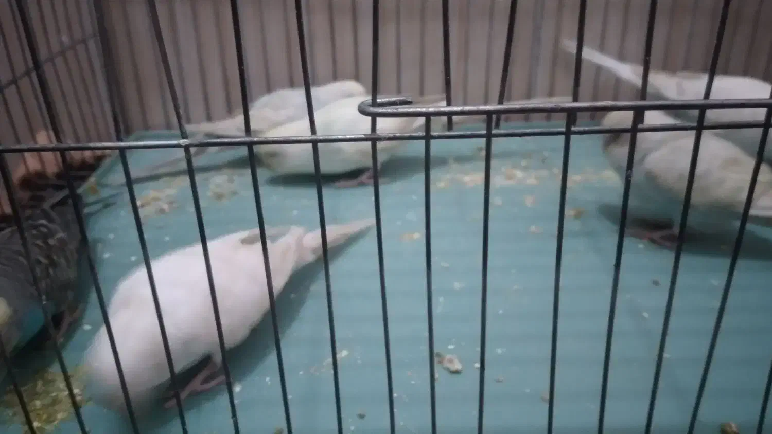 مرغ عشق|پرنده|پیرانشهر, |دیوار