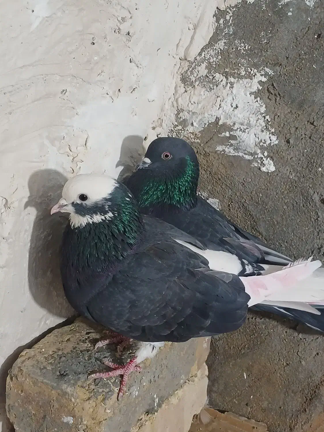 کبوتر|پرنده|دینور, |دیوار