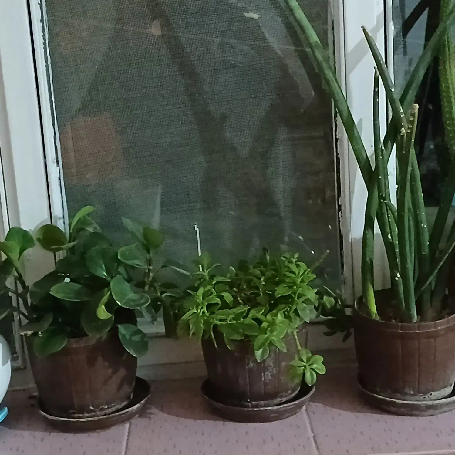 گل طبیعی با گلدان حراج دونه ای 90تومن|گل و گیاه طبیعی|سلماس, |دیوار