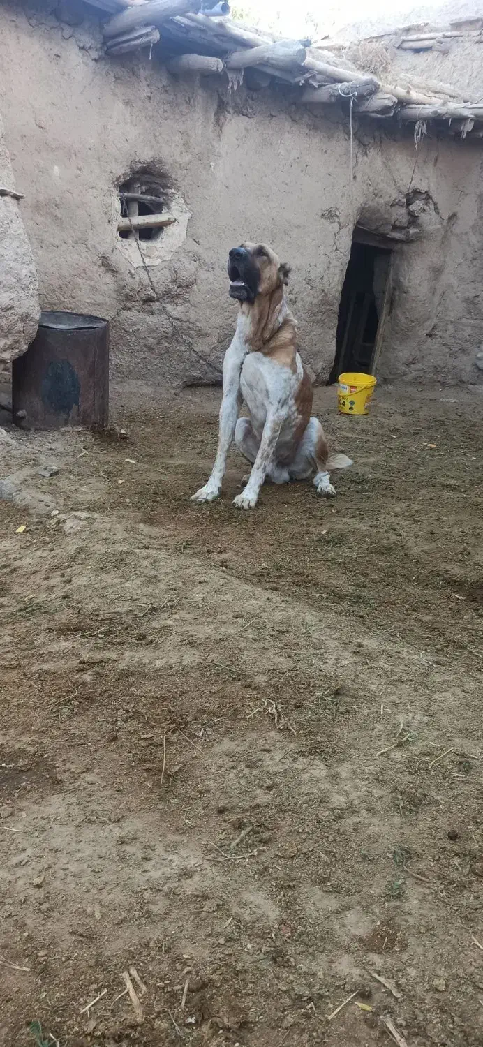 سگ گمشده دوزد|سگ|مشهد, توس (بلوار توس)|دیوار