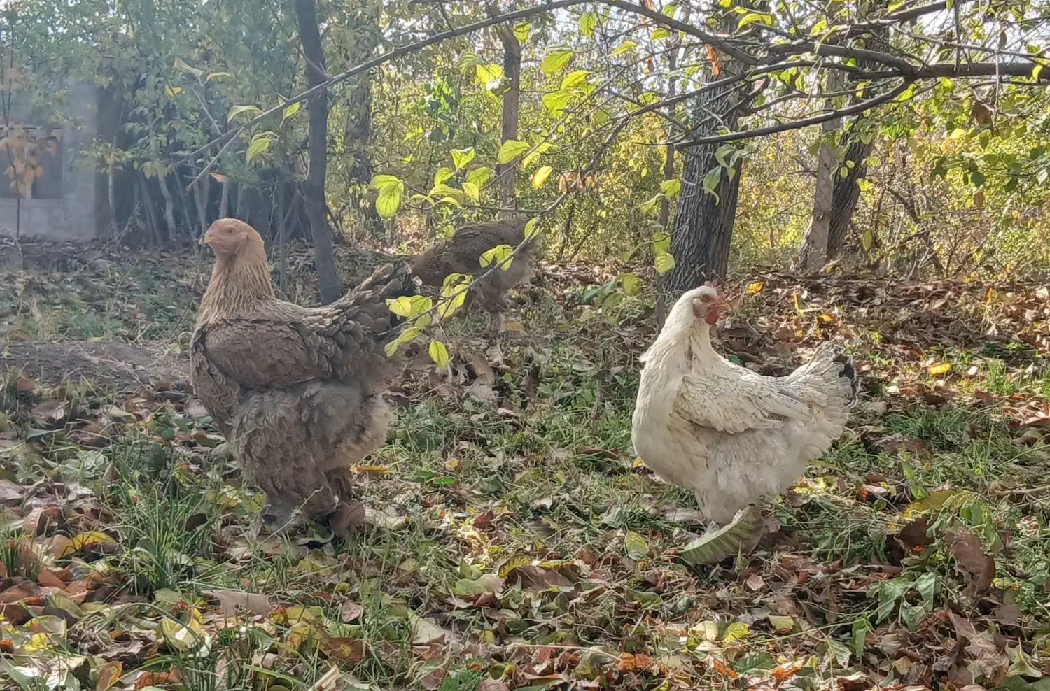 ۵ عدد مرغ برهما لایت و گولد|حیوانات مزرعه|آذرشهر, |دیوار