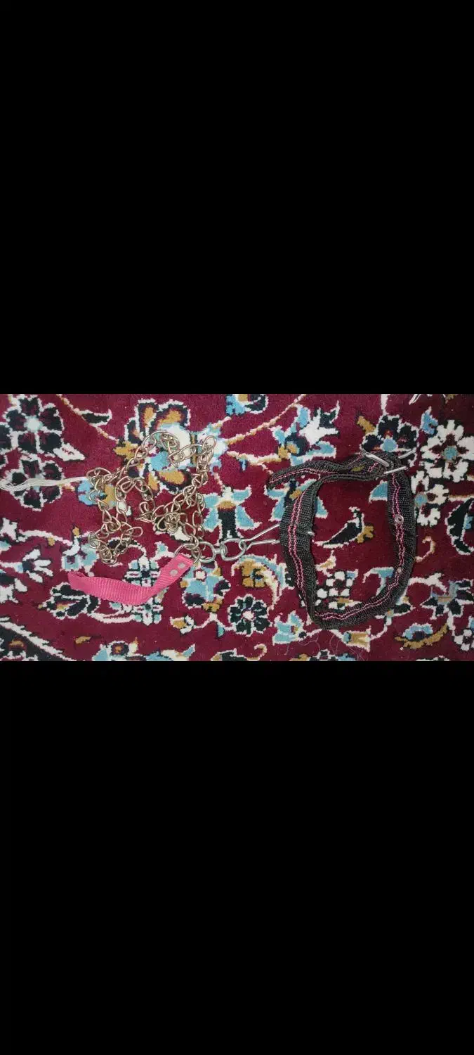 قلاده حیوان|سگ|لردگان, |دیوار