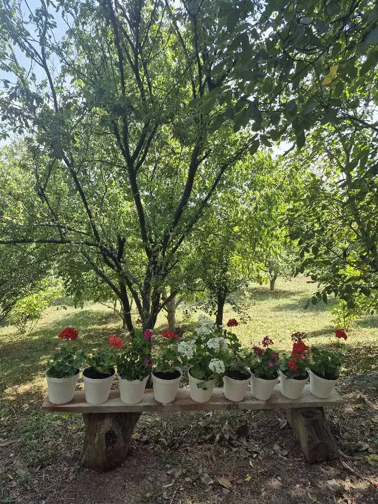 اجاره روزانه ویلا باغ جنگل سلانسر|اجارهٔ کوتاه‌مدت ویلا و باغ|رستم‌آباد, |دیوار