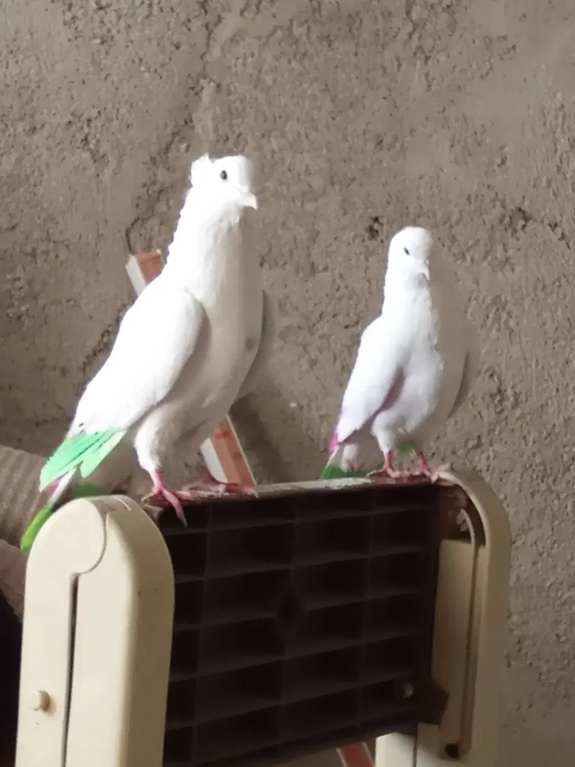 کفتر پرشی|پرنده|محمدشهر, محمدشهر|دیوار