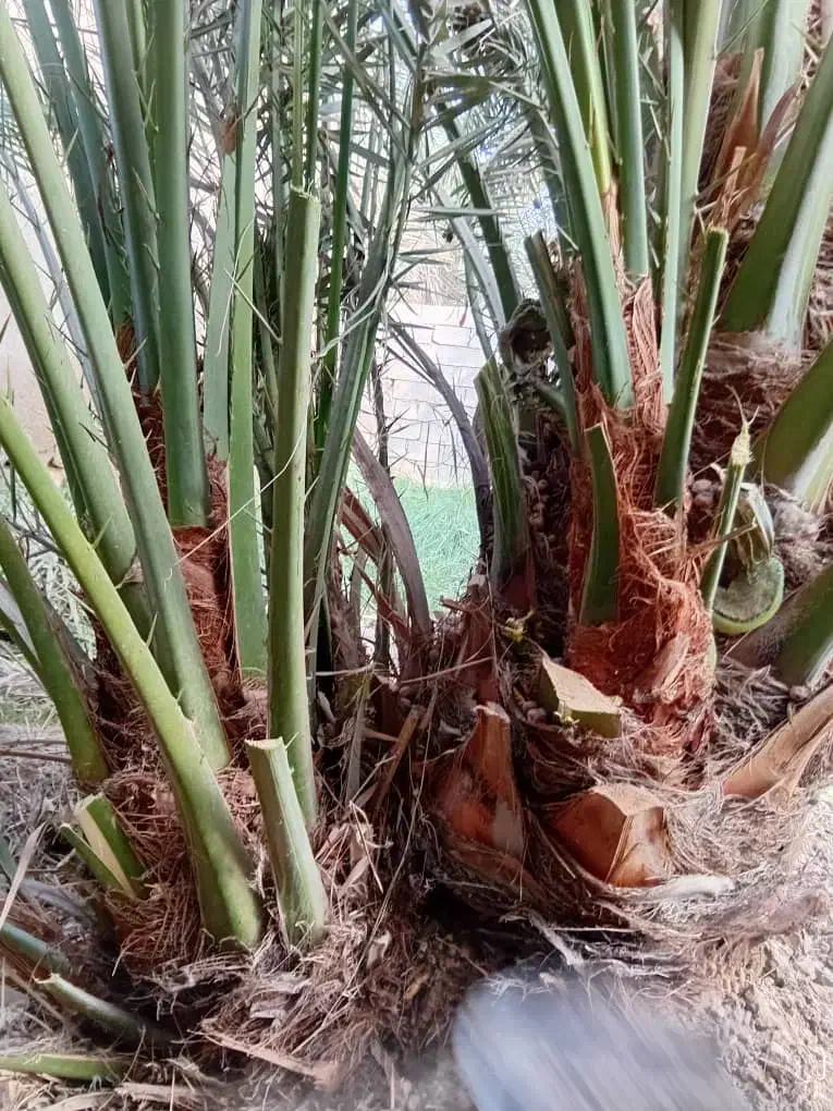 بچه نخل پاجوش برحی|گل و گیاه طبیعی|خرمشهر, |دیوار