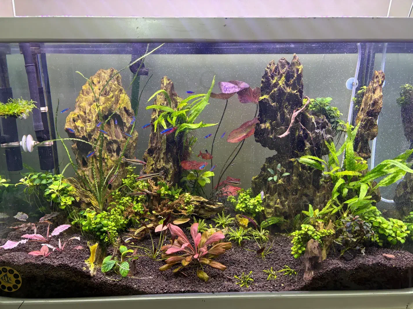 گیاه پلنت انوبیاس|ماهی|تهران, منیریه|دیوار