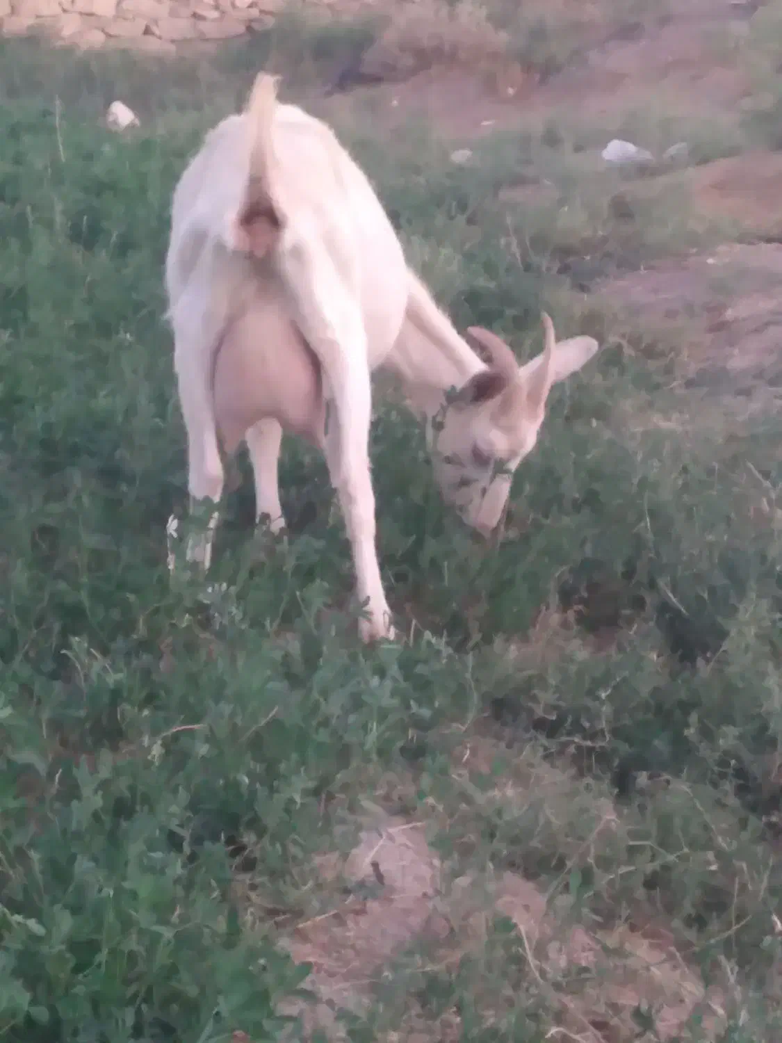 بزسانن اصل|حیوانات مزرعه|شیرینسو, |دیوار