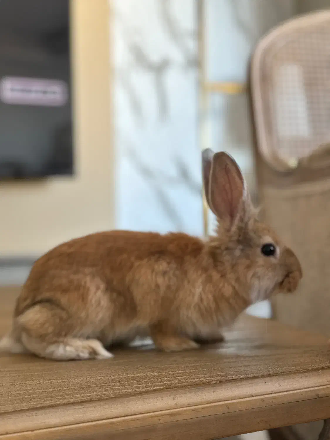 خرگوش|موش و خرگوش|نوشهر, |دیوار