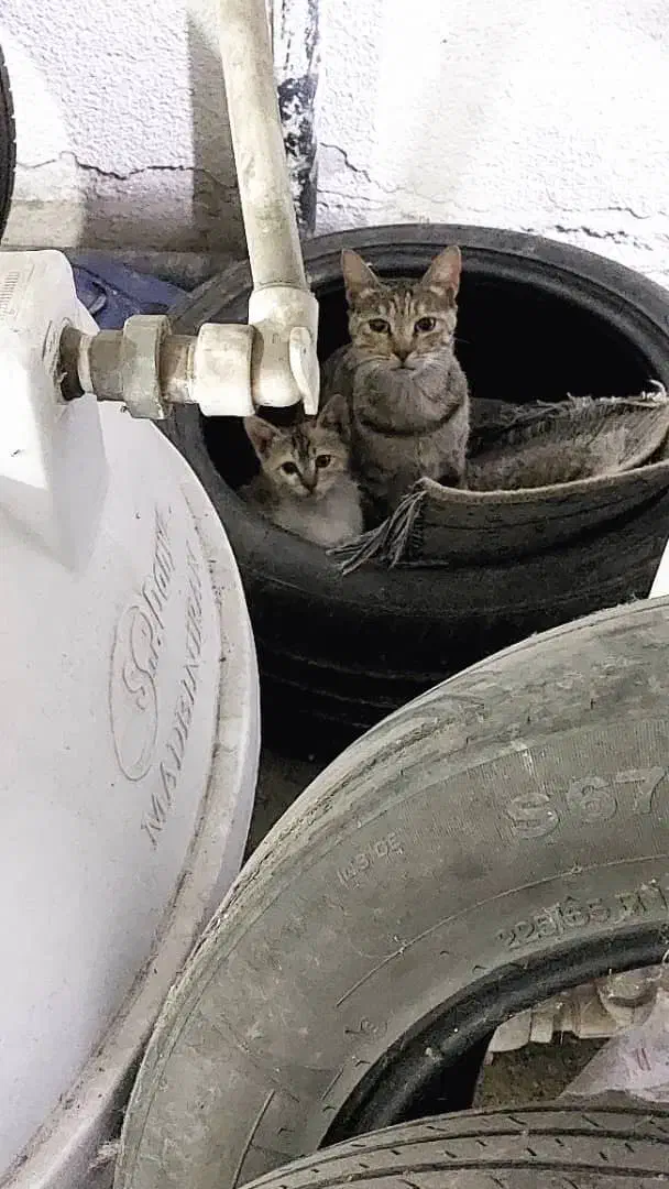 فندق کوچولو|گربه|رشت, منظریه|دیوار