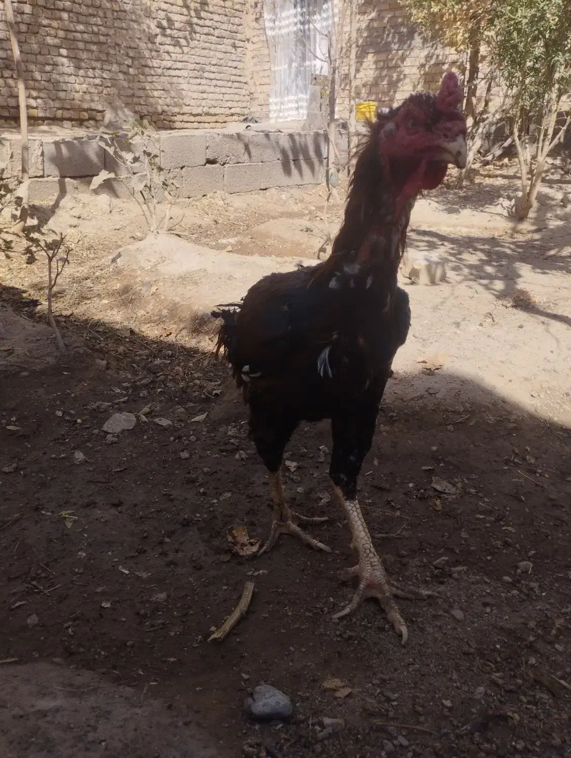 خروسومرغلاری|حیوانات مزرعه|تایباد, |دیوار