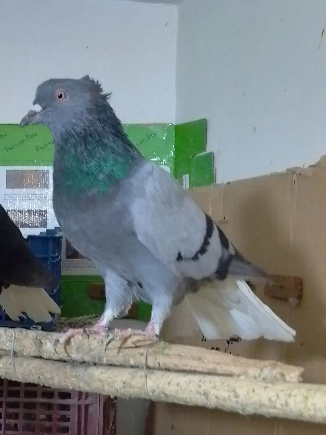 سبز دمسفید ، زاغ دمسفید|پرنده|شهریار, شهرک بهاران (ویره)|دیوار