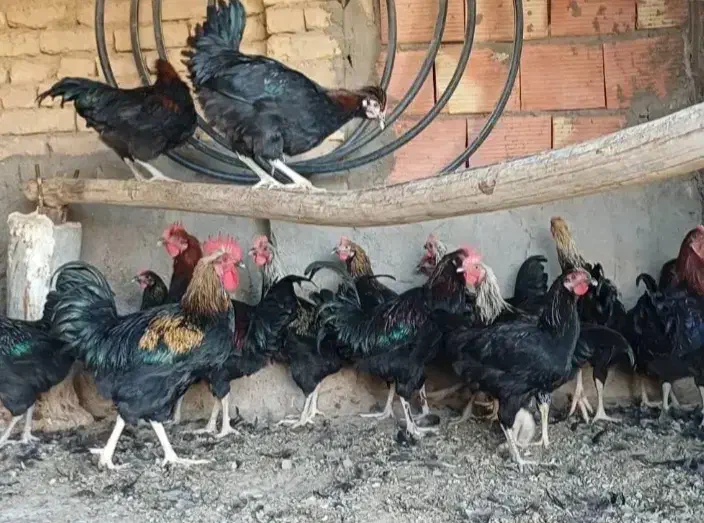 خروس سیاه مرغ چشمونظر رفع بلاارسال باقصاب رای گان|حیوانات مزرعه|قم, نیروگاه|دیوار