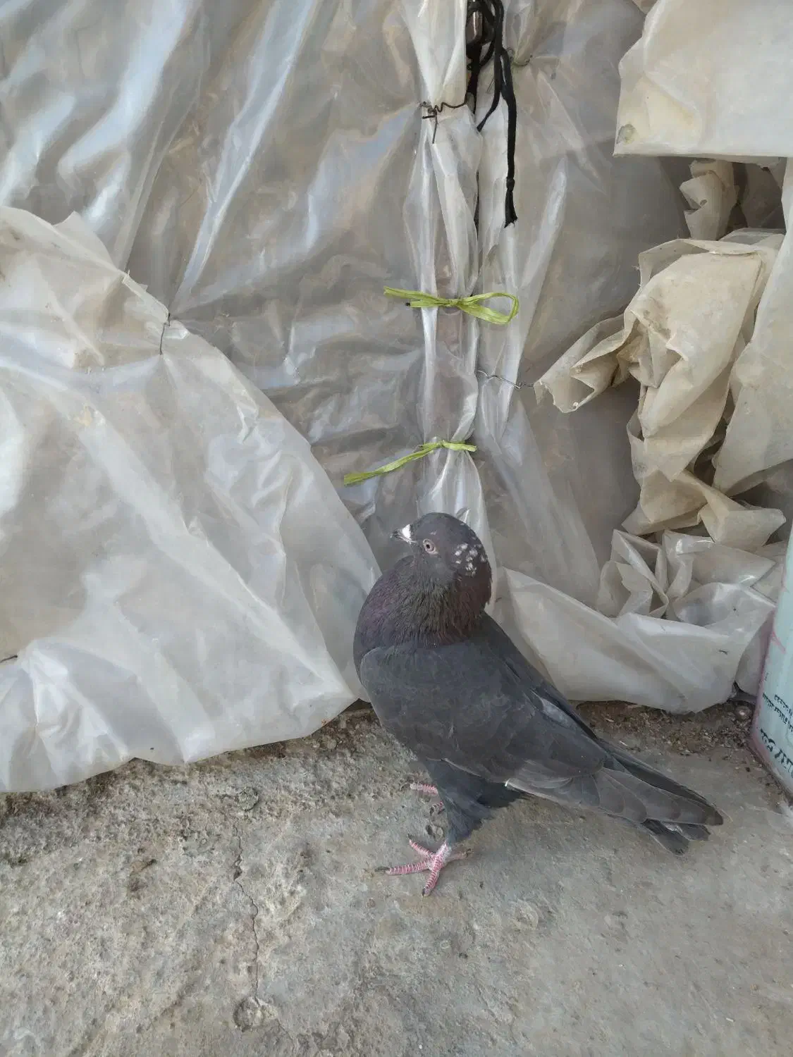 سوسکی سیاه|پرنده|بجنورد, |دیوار