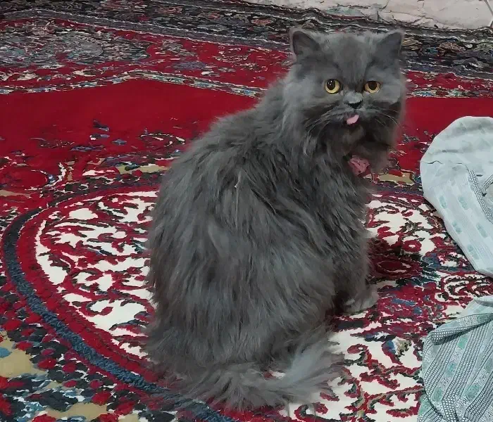 واگذاری گربه پرشین|گربه|باشتین, |دیوار