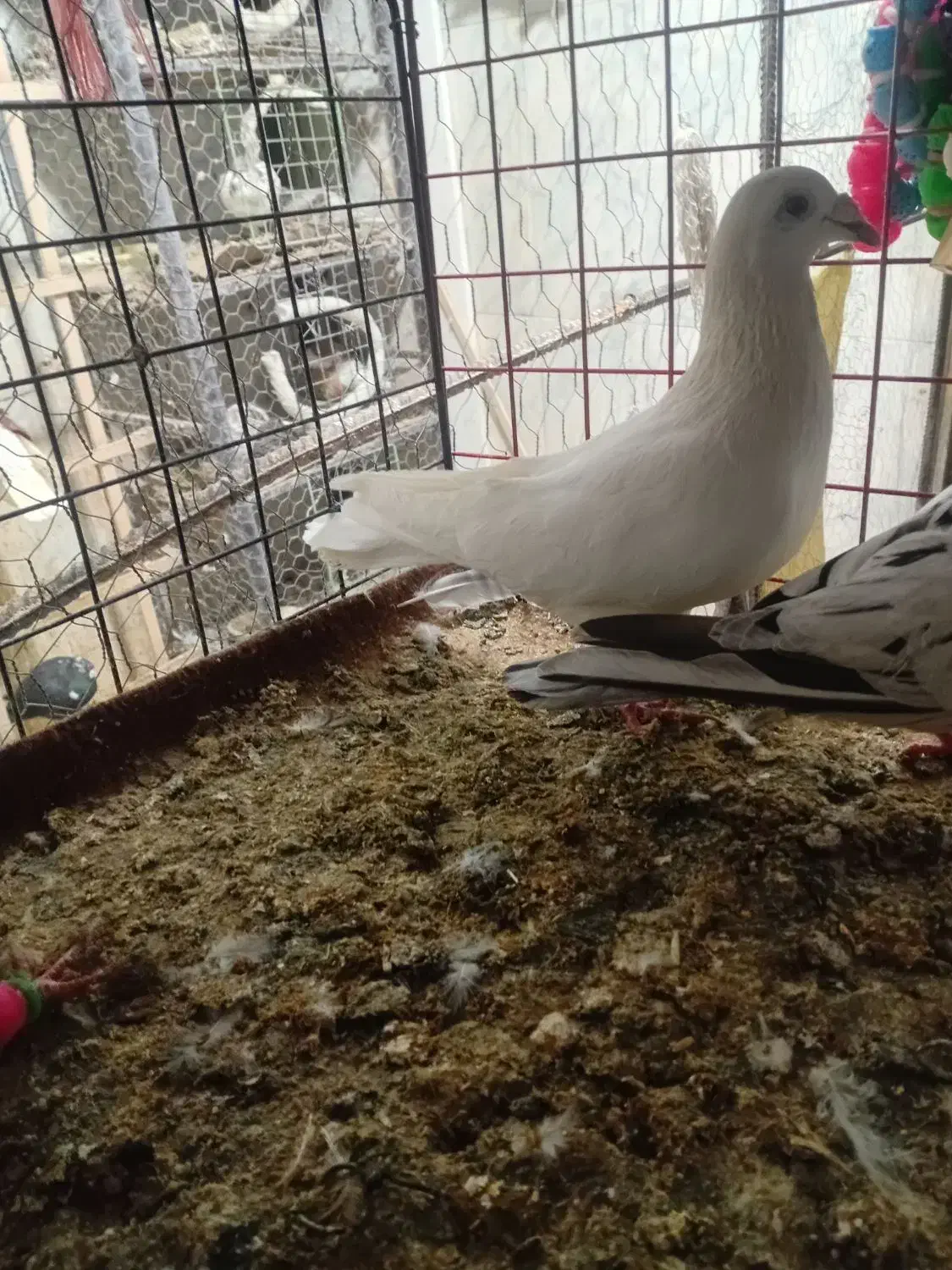 سه عدد ماده به ضمانت|پرنده|بجنورد, |دیوار