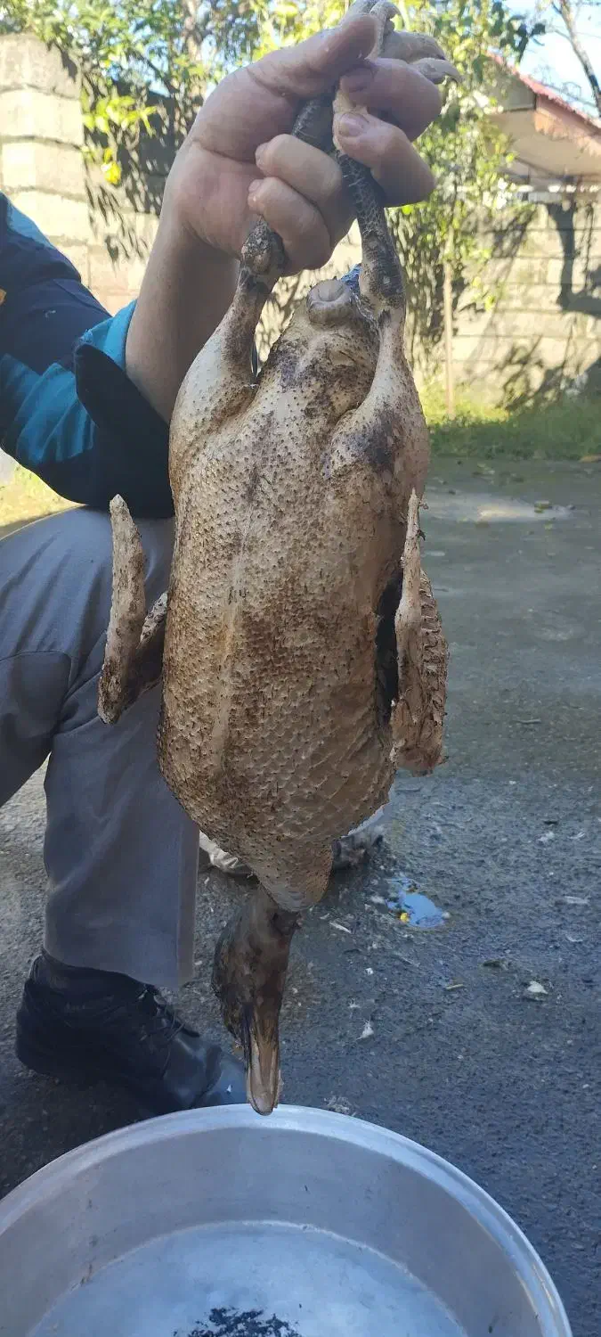 اردک اسرائیلی و مرغ|حیوانات مزرعه|سیاهکل, |دیوار