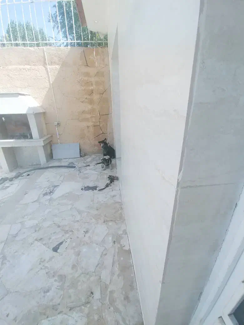 سگ ژرمن گرگی|سگ|مشهد, کلاته برفی|دیوار