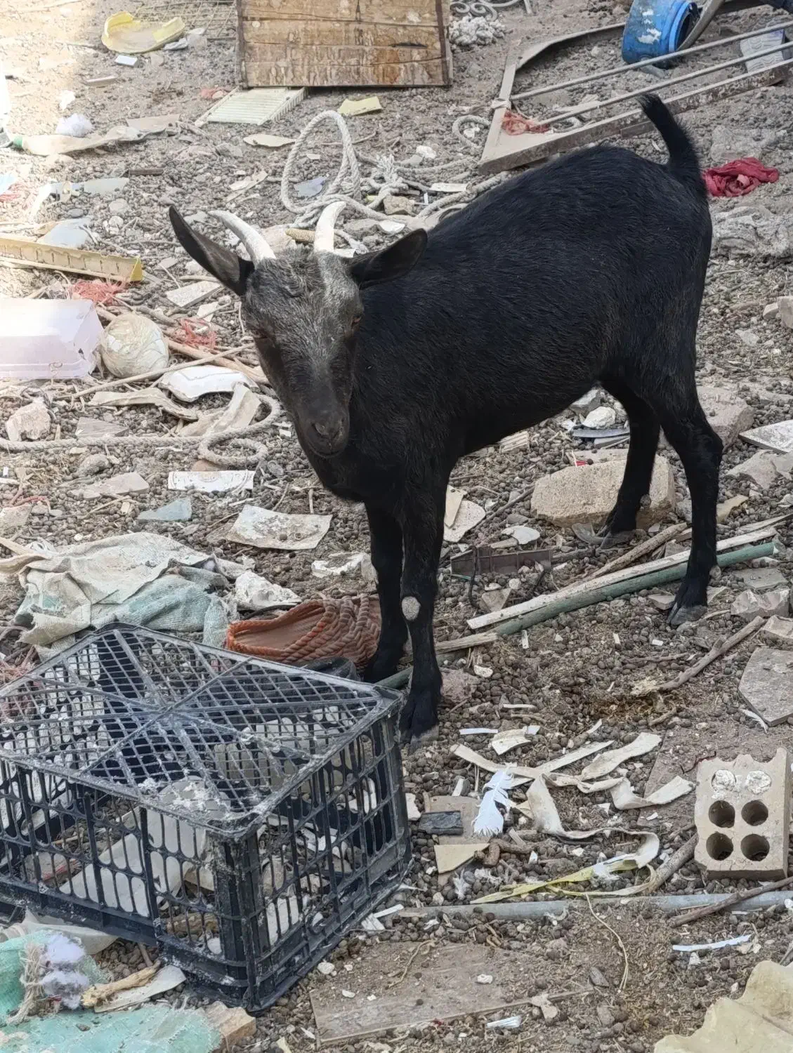 بز نژاد دار|حیوانات مزرعه|رفسنجان, |دیوار