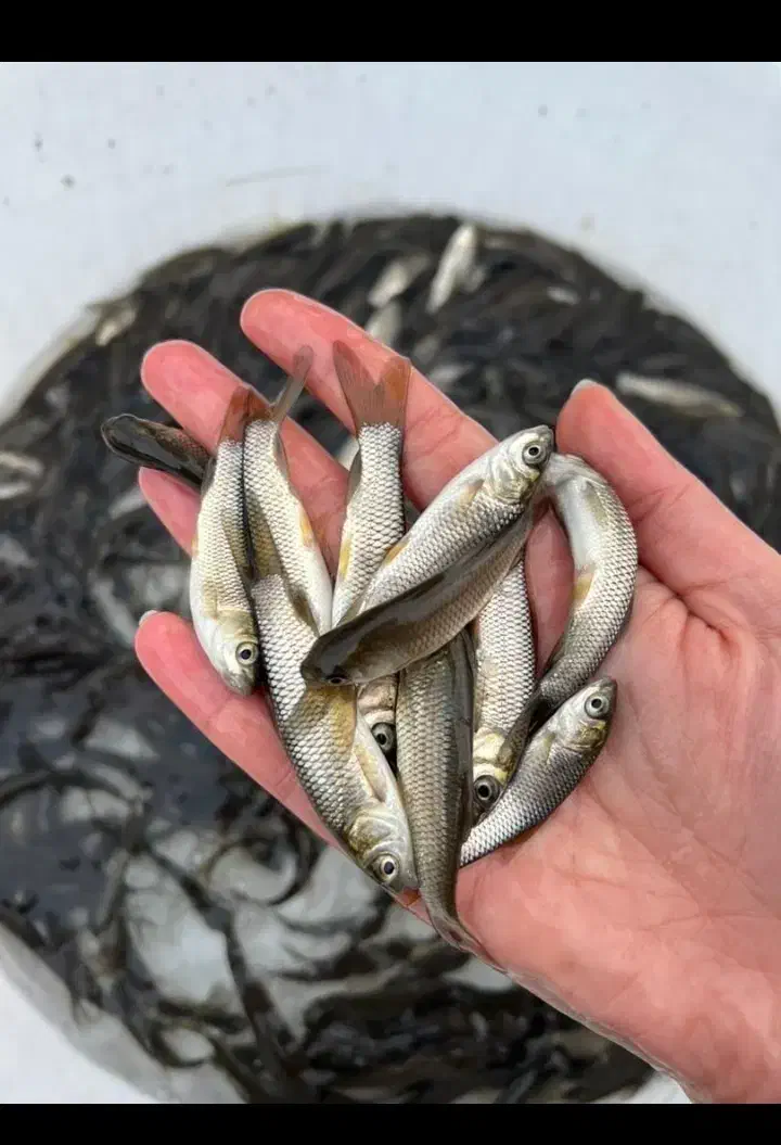 بچه ماهی کپور و غذای ماهی|ماهی|مشهد, آبکوه|دیوار