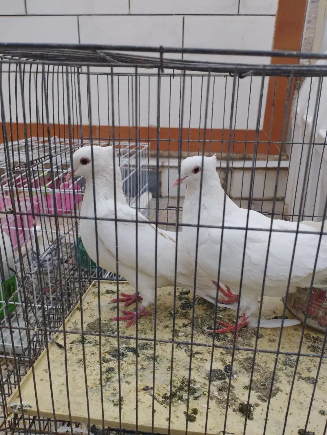 کبوتر کشیده خوش استایل|پرنده|ایذه, |دیوار