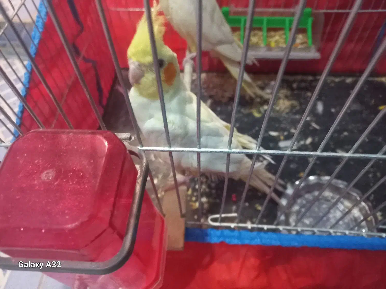 عروس هلندی لوتینو نر|پرنده|شوشتر, |دیوار