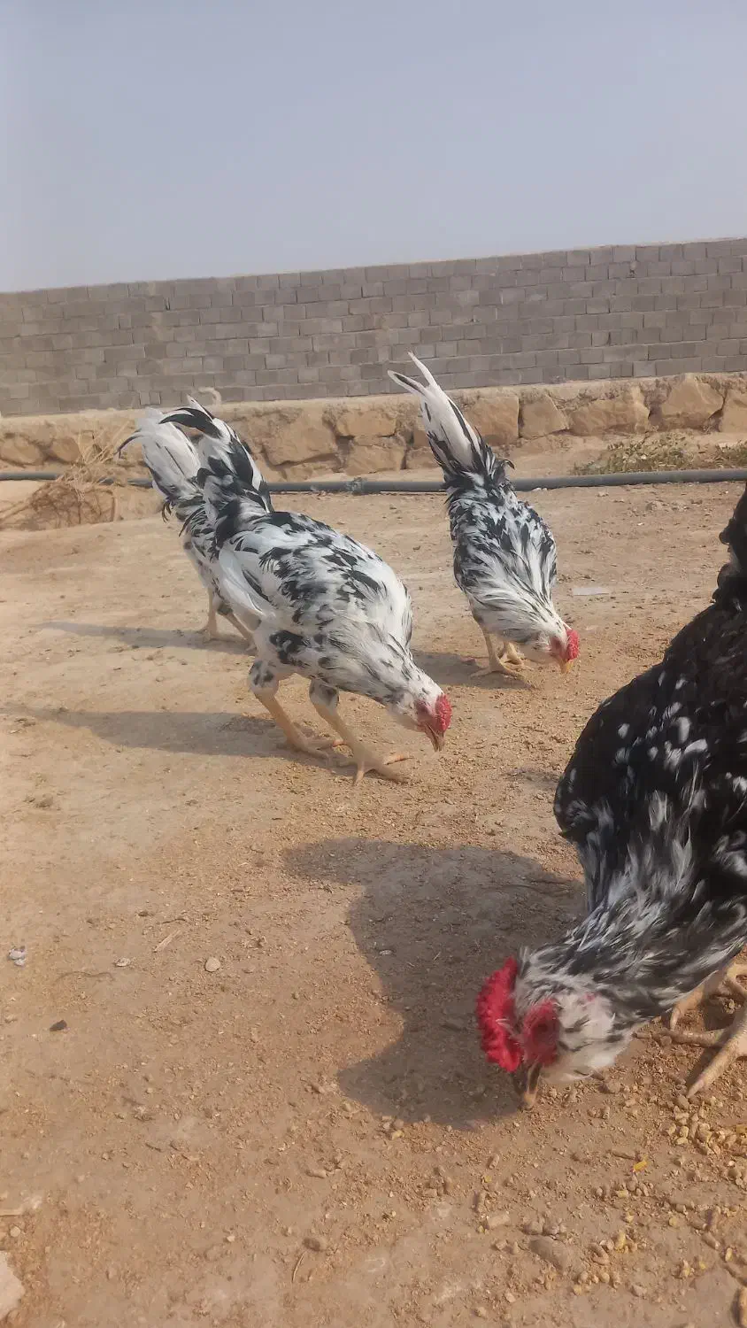 خروس گلین|حیوانات مزرعه|بندر گناوه, |دیوار