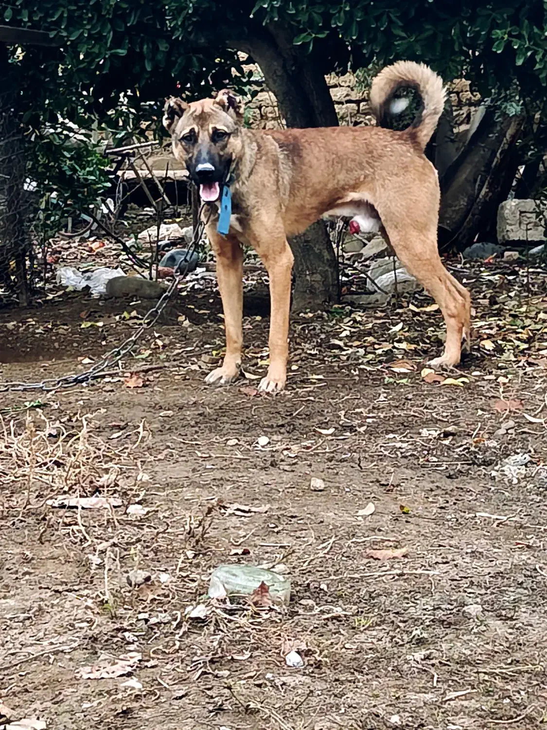 سگ ادام چیل معاوضه می‌کنم با سگ|سگ|پارس‌آباد, |دیوار