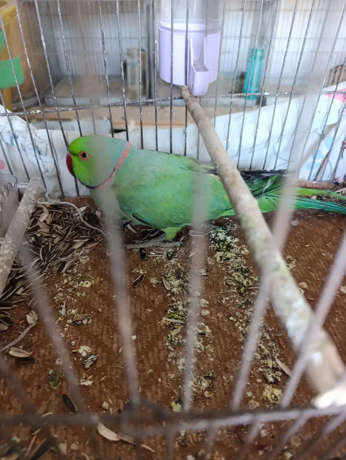 طوطی ملنگو|پرنده|اصفهان, مارچین|دیوار