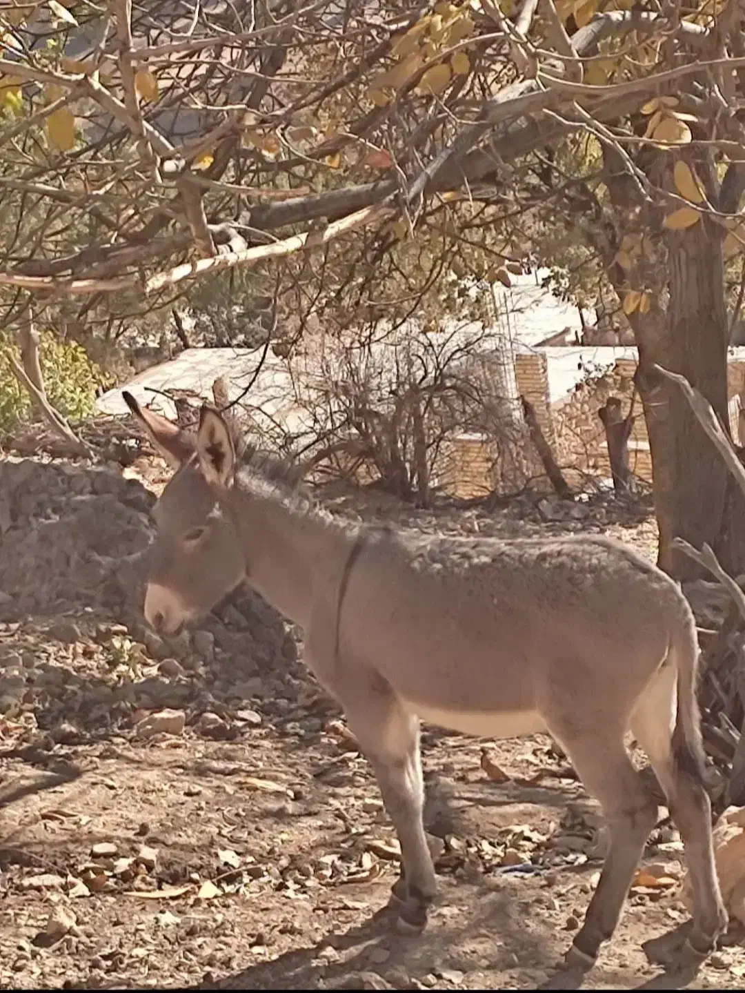 کره ماده فروشی|حیوانات مزرعه|پاتاوه, |دیوار