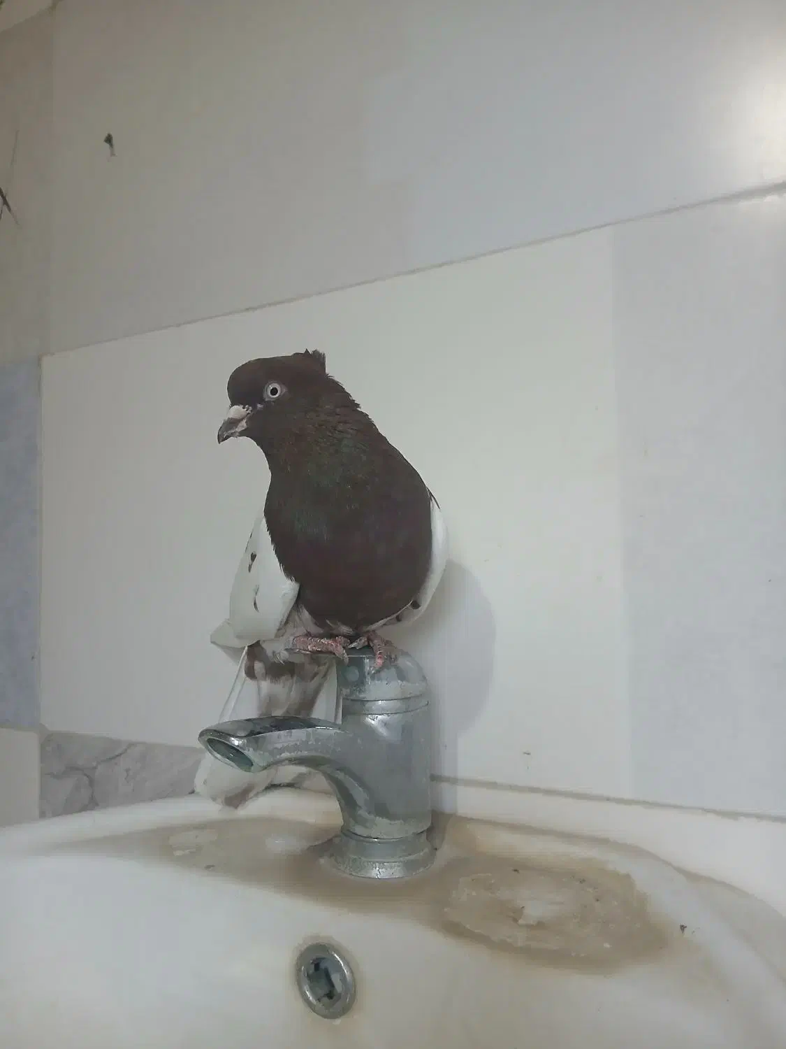 نرکله ای سرخ ب شرط تخم جوجه|پرنده|بروجرد, |دیوار