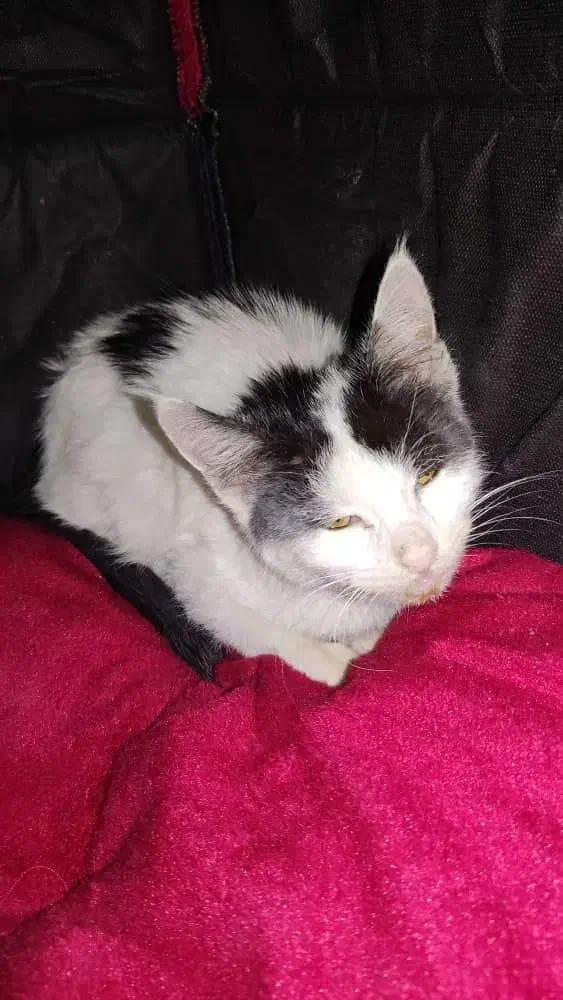 پیشی|گربه|آبیک, |دیوار