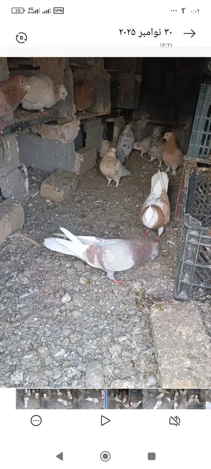فروش چند جفت کبوتر زرد و سرور...|پرنده|اشنویه, |دیوار