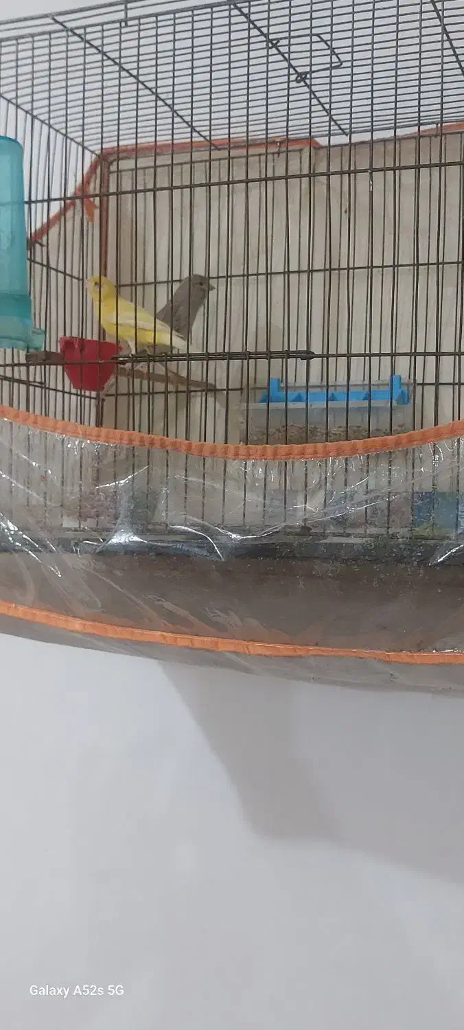 یک جفت قناری|پرنده|رشت, حومه رشت|دیوار