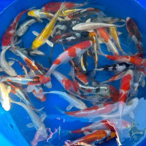 انواع ماهی کوی|ماهی|تهران, خرمشهر|دیوار