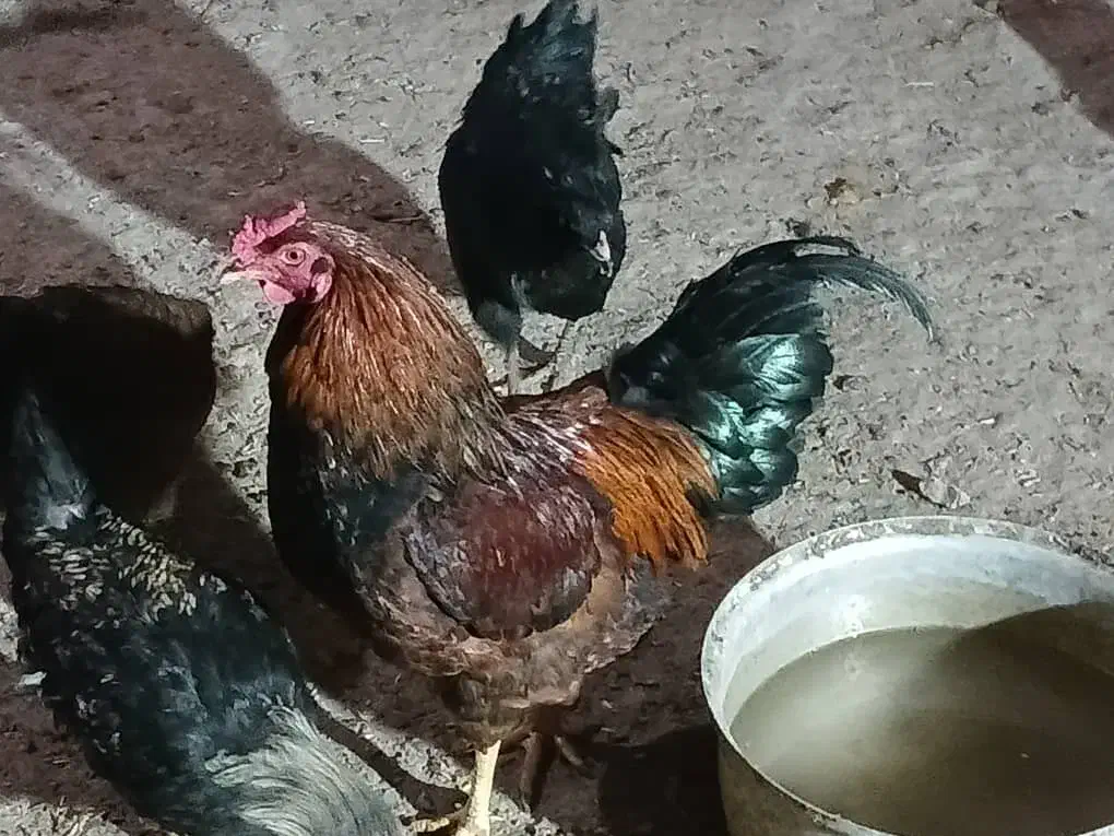 خروس|حیوانات مزرعه|دورود, |دیوار