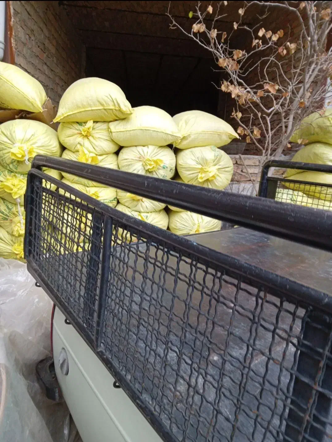 کودگوسفندی خالص|خدمات باغبانی و درختکاری|تبریز, |دیوار