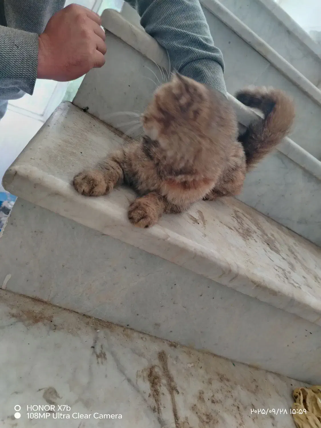 گربه اسکاتیش فولد|گربه|نیشابور, فرح بخش|دیوار