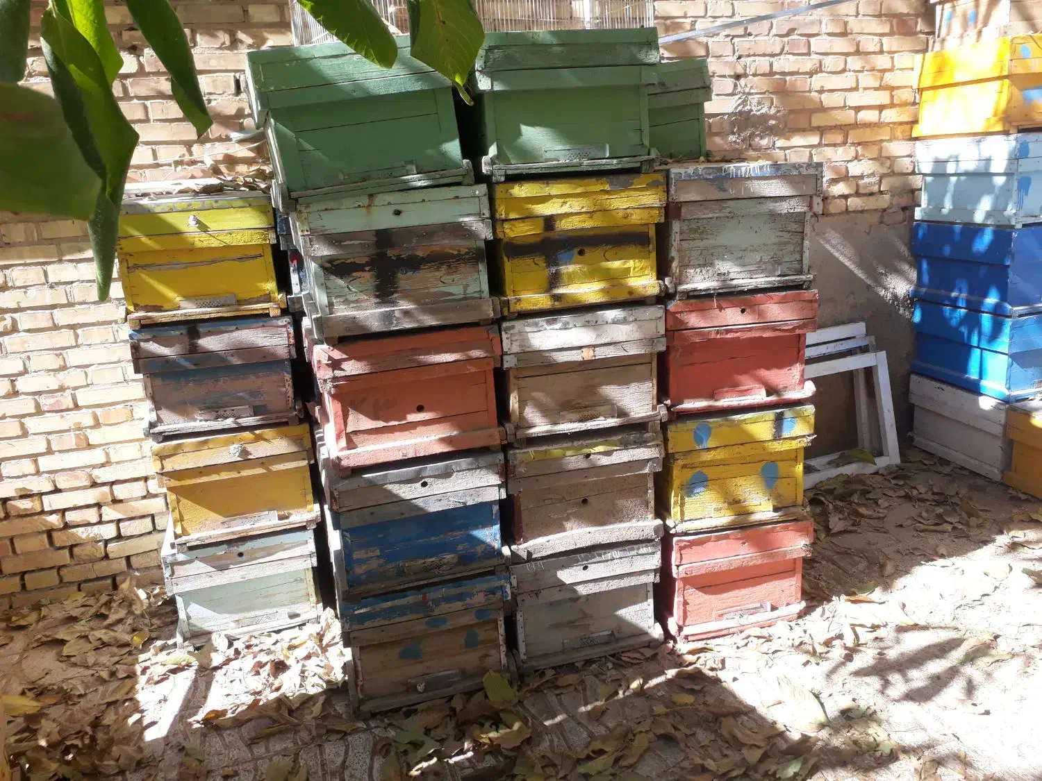 کندو|حیوانات مزرعه|فریدونشهر, |دیوار