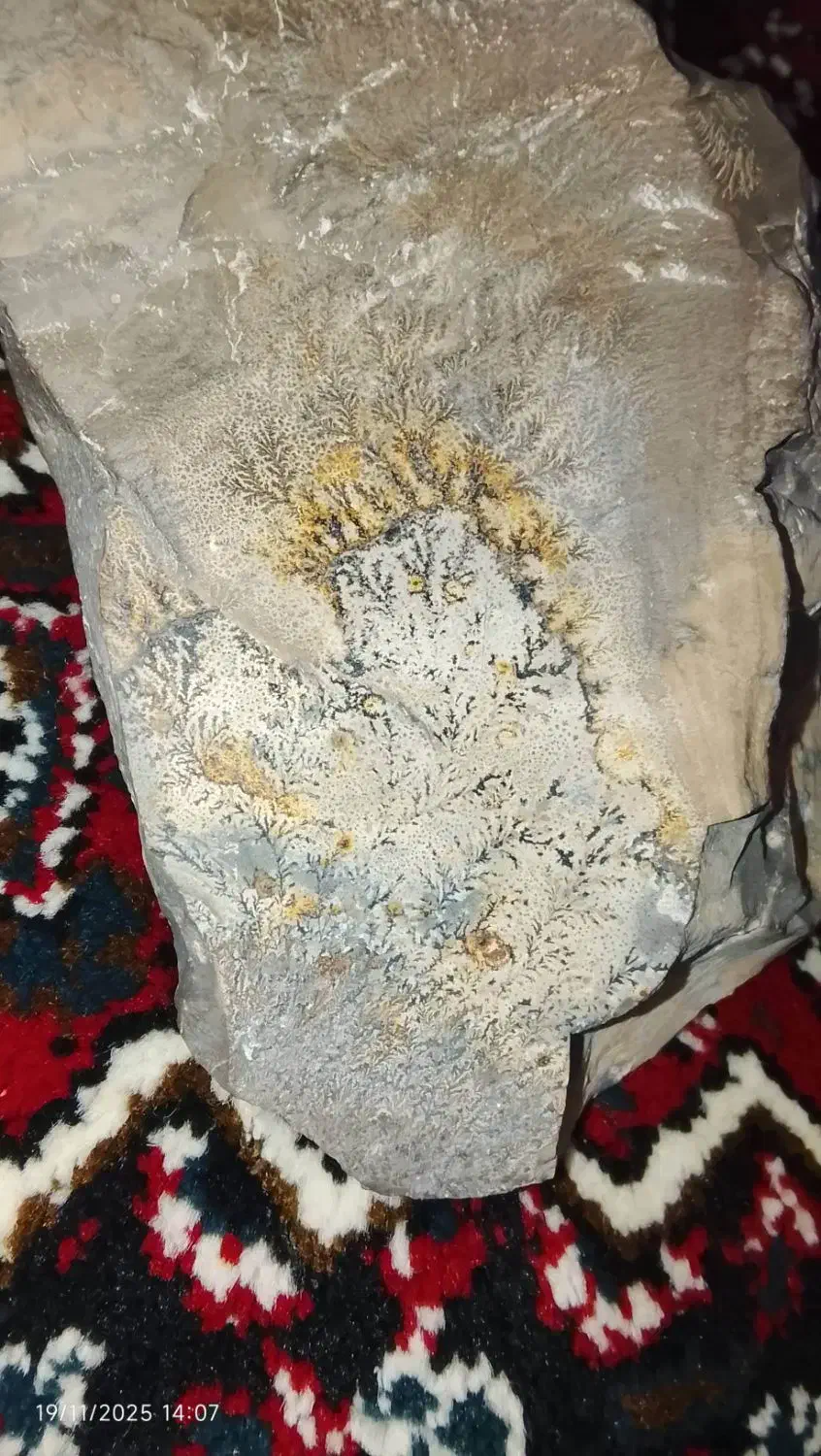 شجر کوهی|جواهرات|موچش, |دیوار