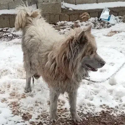 سگ هاسکی|سگ|اردبیل, |دیوار