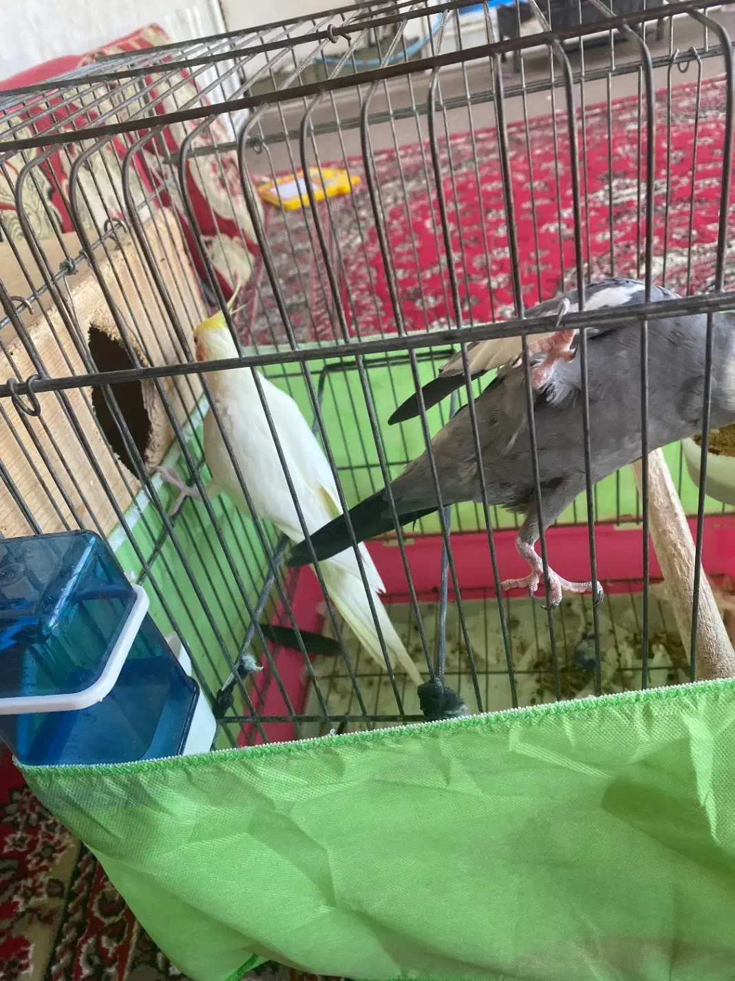 یک جفت عروس هلندی|پرنده|تالش, هشتپر|دیوار