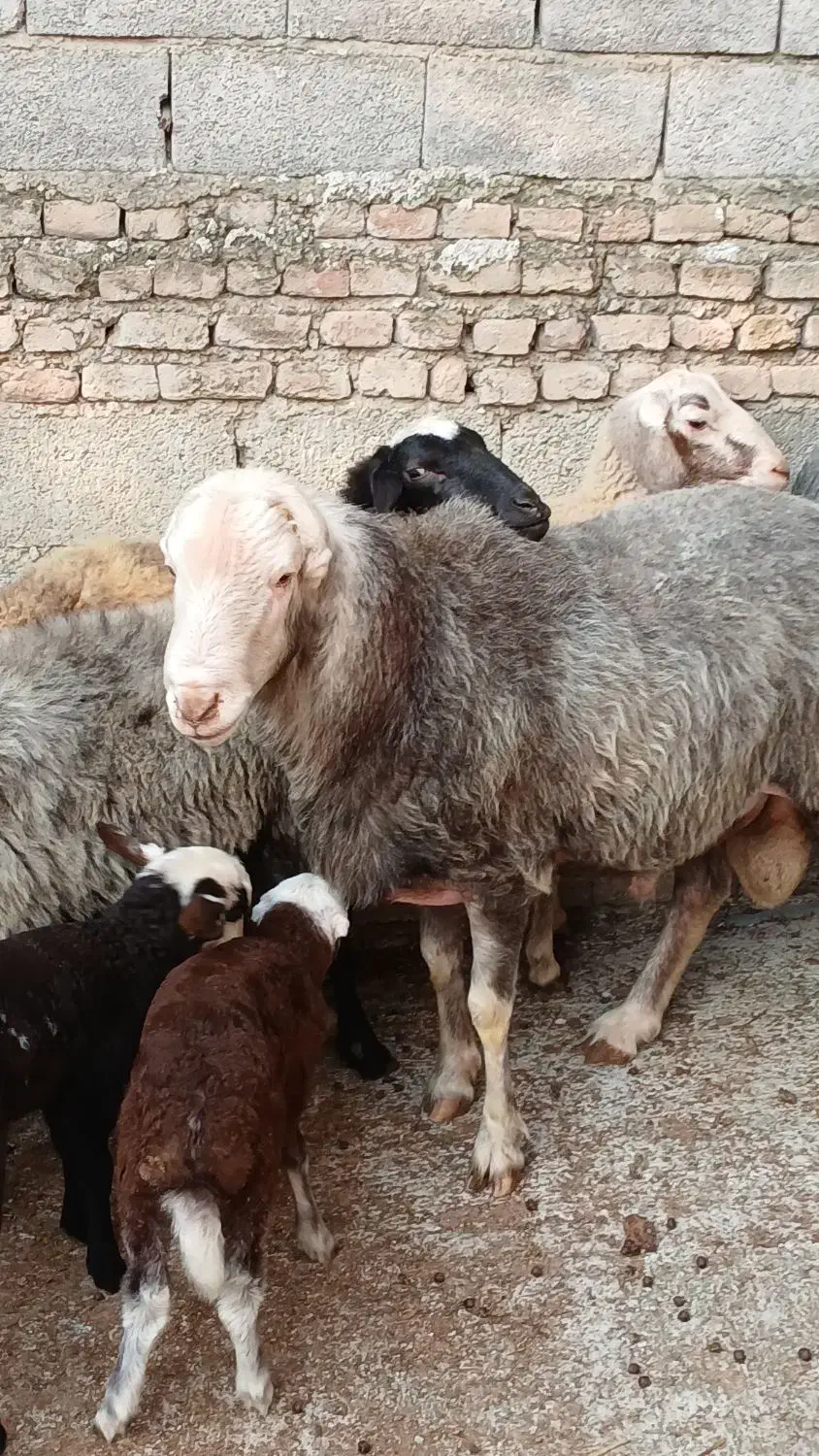 گوسفند نر تخمی ۲ ساله وزن بالا و کار بلد۱۰۰ کیلو|حیوانات مزرعه|ارطه, |دیوار