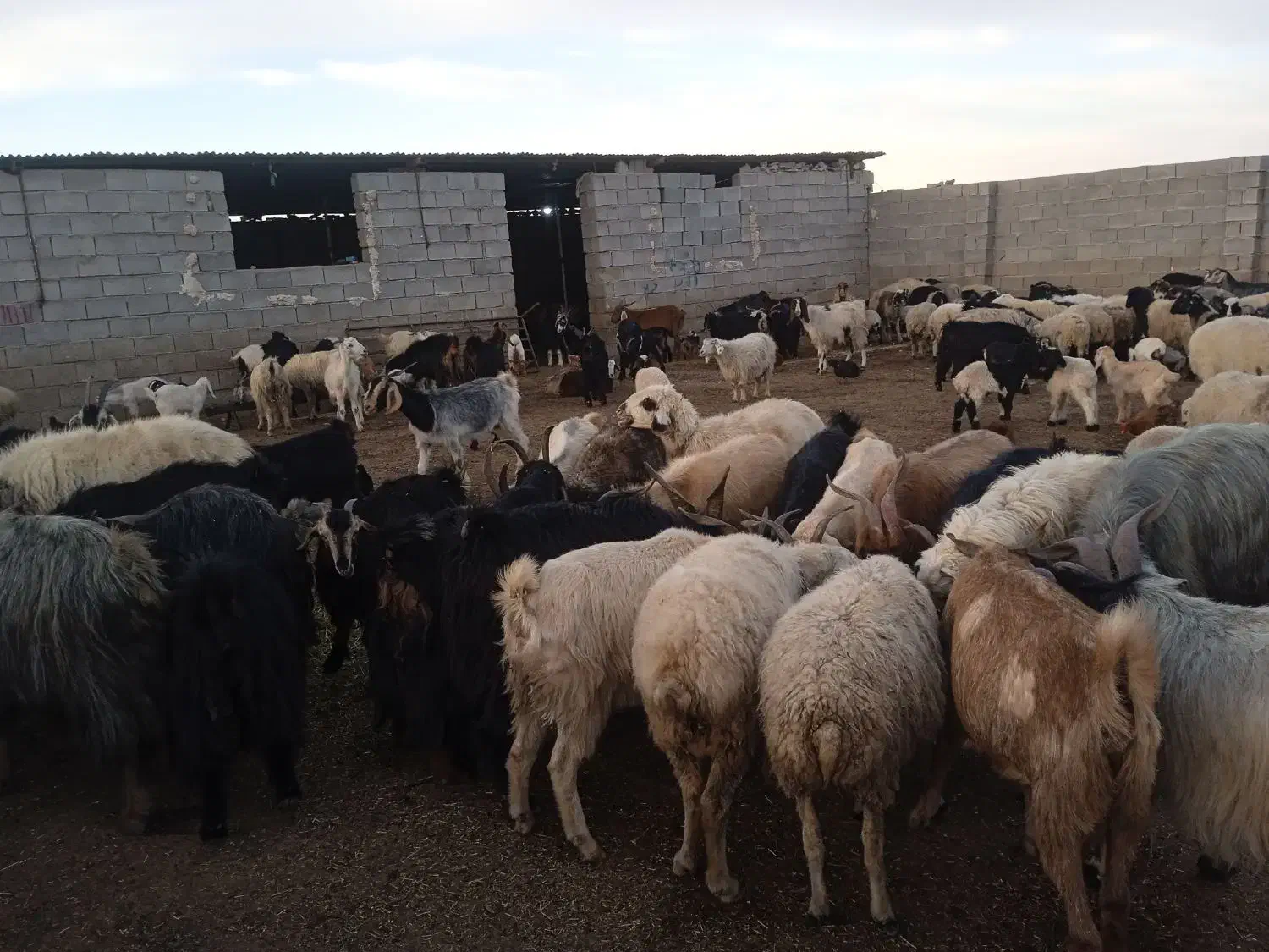 فروش|حیوانات مزرعه|سروستان, |دیوار