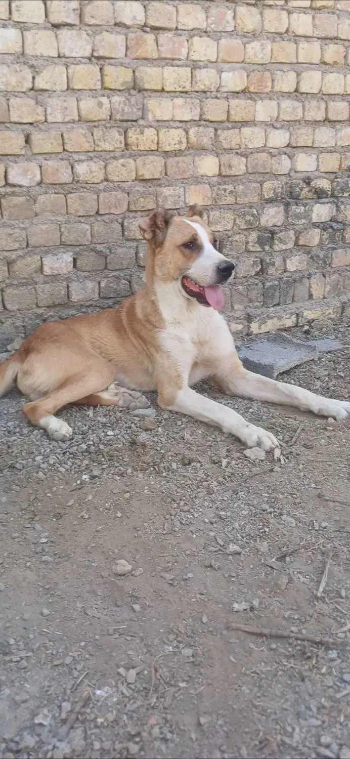 سگ رگه خراسانی سرابی|سگ|پیر بکران, |دیوار