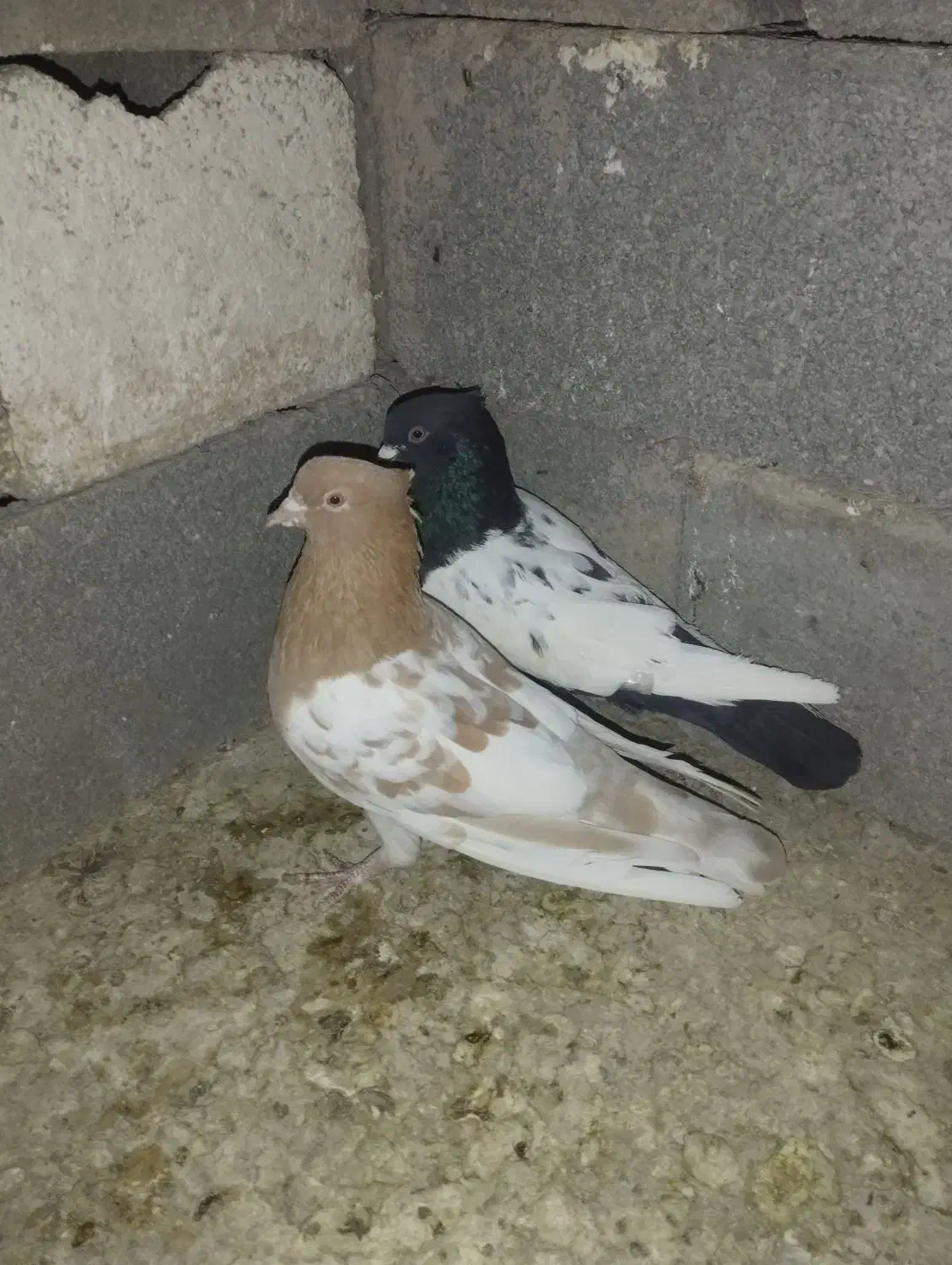 کله زرد و سینه سیا|پرنده|جهرم, |دیوار