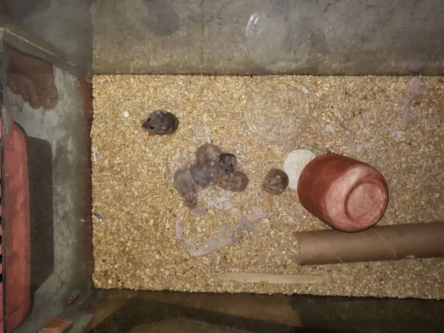 همستر مینیاتوری گلد طلایی|موش و خرگوش|محمدشهر, علی آباد گونه|دیوار