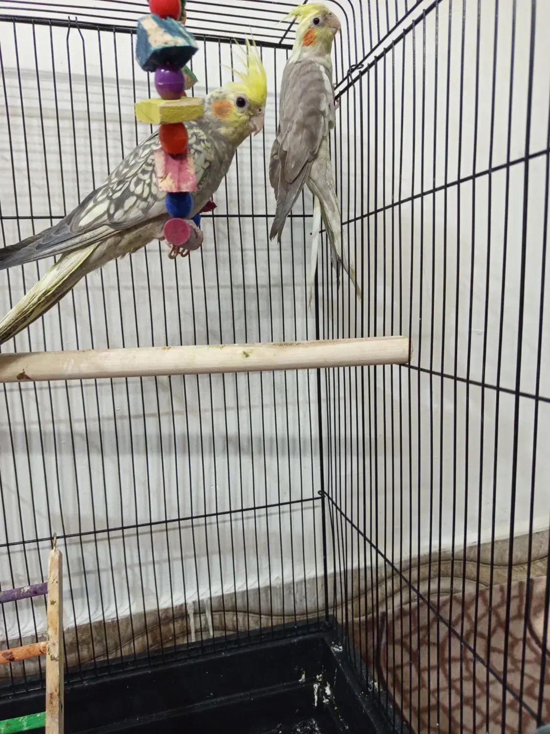 عروس هلندی نرو ماده|پرنده|قرچک, صالح آباد|دیوار