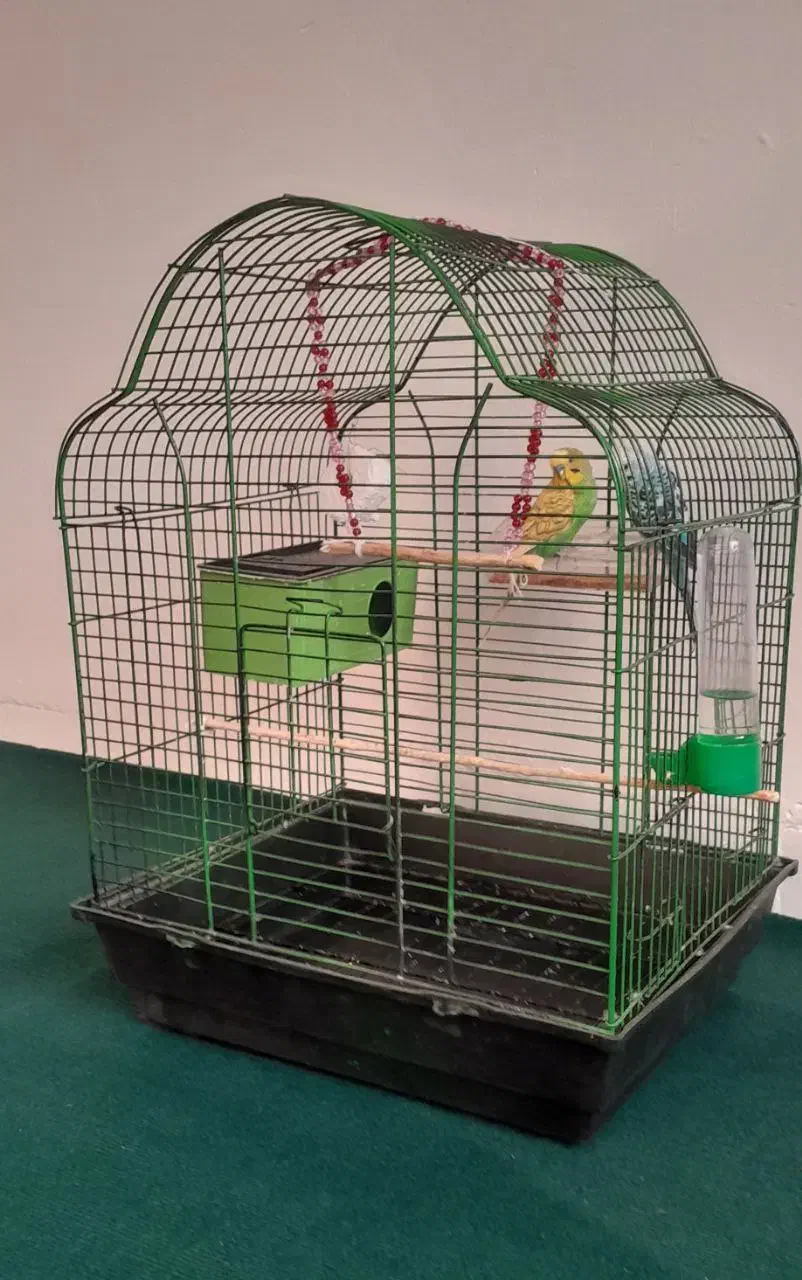 مرغ عشق|پرنده|پاوه, |دیوار