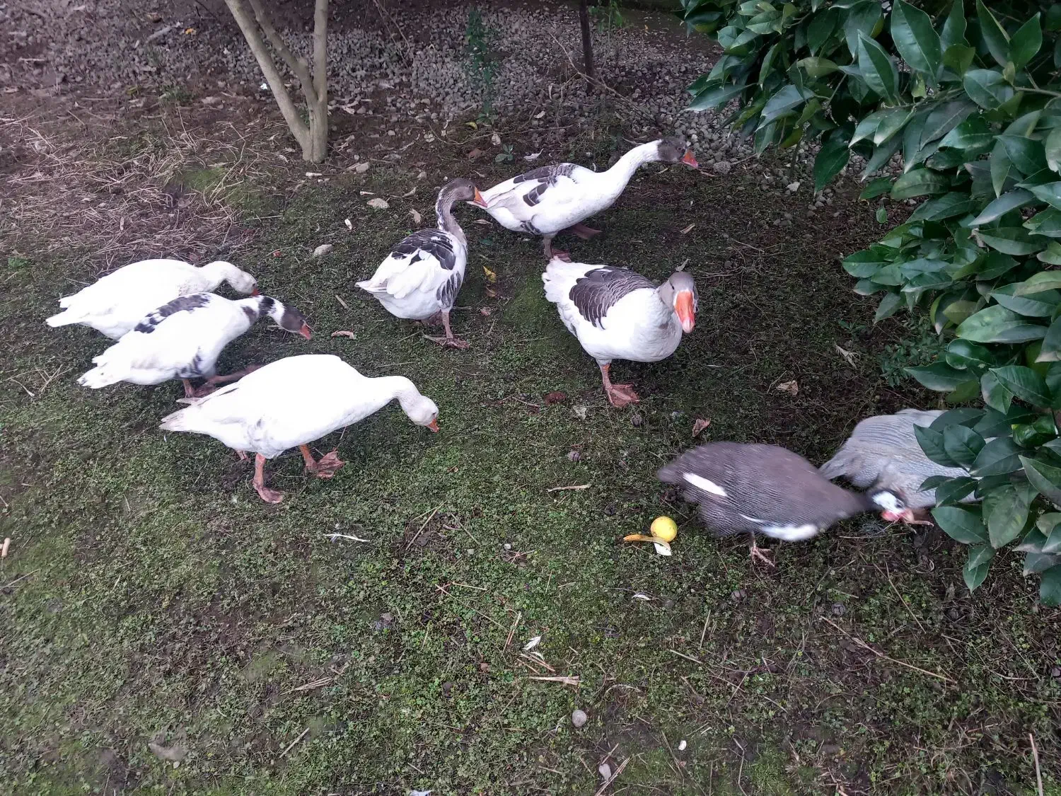 قاز جوون.|حیوانات مزرعه|پره‌سر, |دیوار