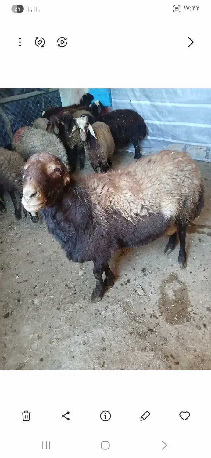 بره نر|حیوانات مزرعه|مریوان, |دیوار